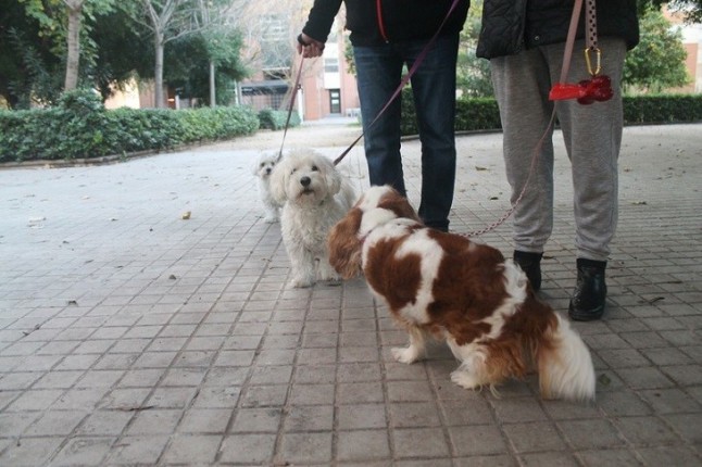 Icoval alerta de que los test de ADN contra las  heces caninas no son eficaces y plantean dudas jurídicas
