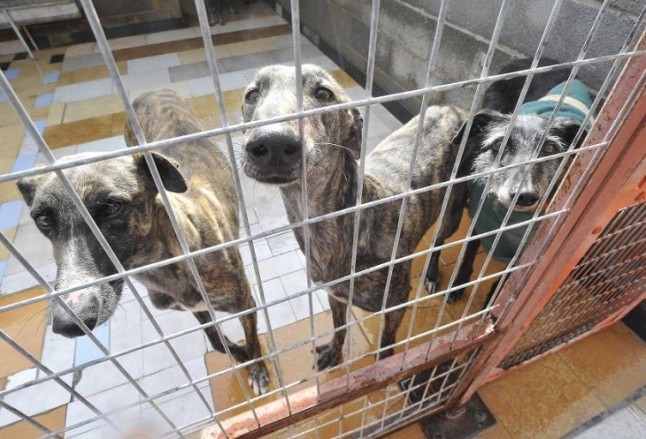 Centro de Protección Animal de Parla pasa siete días sin electricidad con cadáveres congelados y medicinas refrigerada