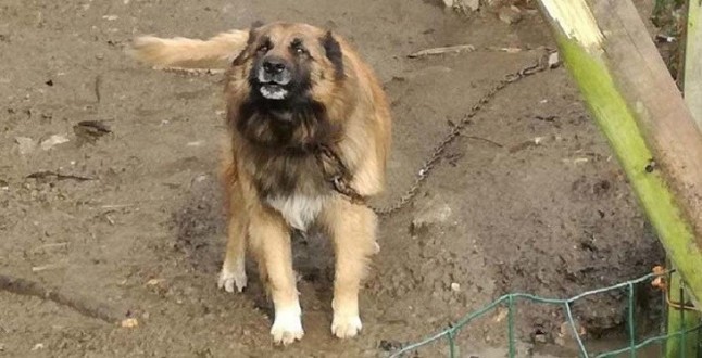 Cinco denuncias en Galicia por infringir la Ley de protección y bienestar de animales de compañía