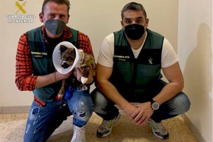 Un ‘niñato’ de 19 años detenido por maltratar a un perro en su piso de Altea