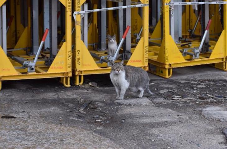 SEAT ‘pasa olimpicamente’ de los gatos de su fábrica de zona franca en Barcelona