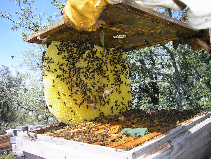 Webinar de la mano de SOHISCERT sobre Apicultura Ecológica. Situación