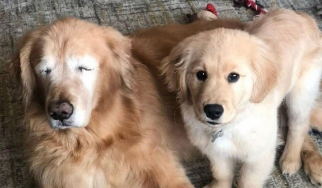 Un cachorro de golden retriever hace de lazarillo de un perro ciego de 11 años