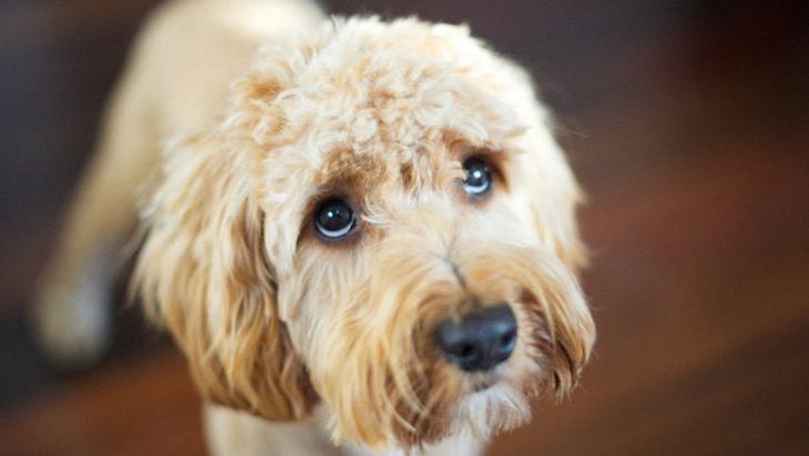 Francia otorga una excepción al confinamiento para adoptar animales