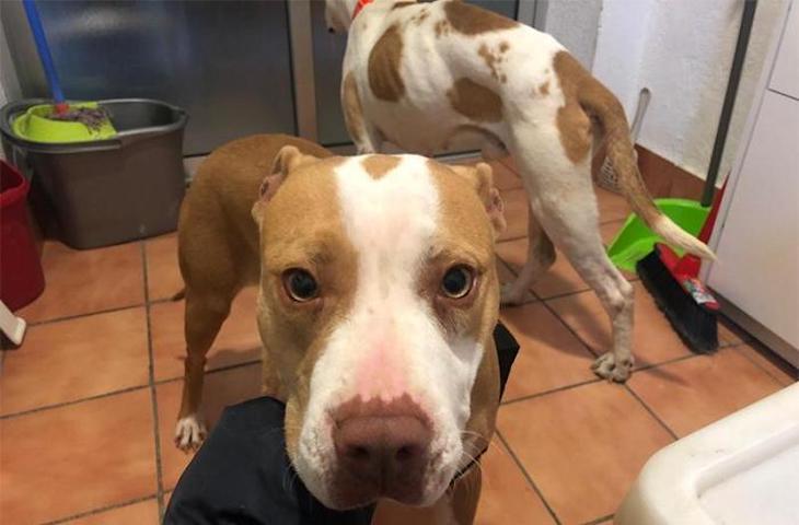 Decomisados 2 perros que vivían entre sus heces