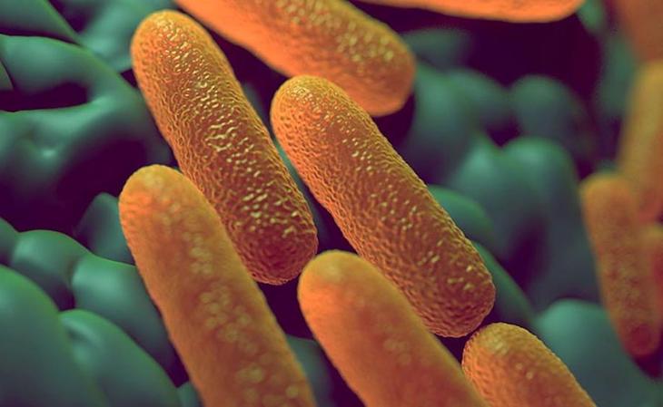 Dale esquinazo a la salmonelosis