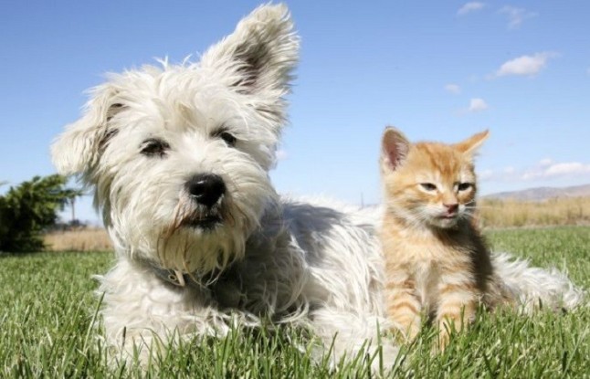 El Consejo Andaluz de Protección de Animales de Compañía busca la complicidad de la ciudadanía