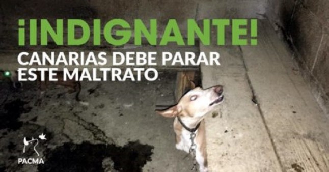 Maltrato a los animales en los barrancos de Canarias