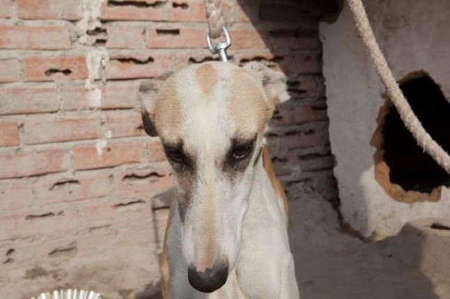 Qué pasa con los animales abandonados en la Cañada Real