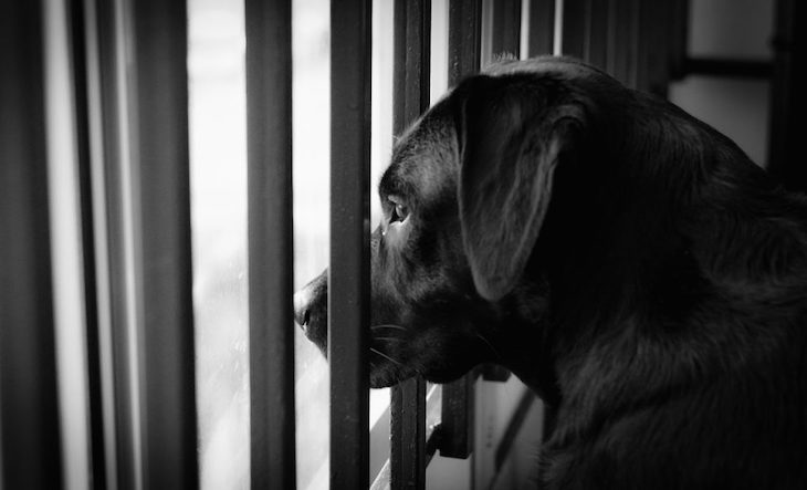 Impunidad de los maltratadores de animales