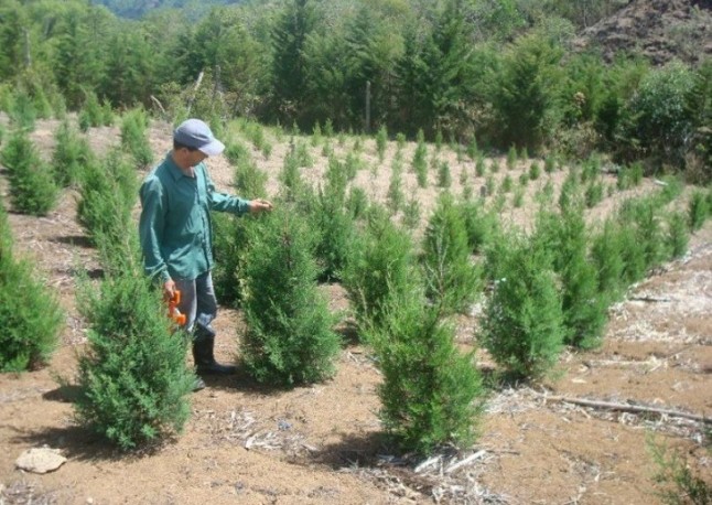 Tecnología verde para reforestar 1.500.000 de árboles en Guadalajara