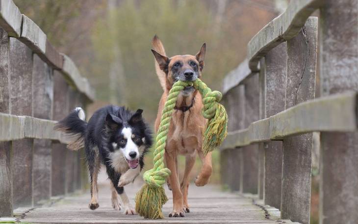 Los perros pueden tener conciencia de su propio cuerpo