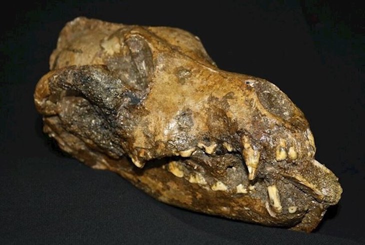 Evidencia de domesticación de perros hace 28.500 años