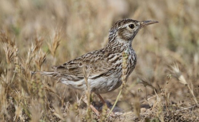 Unas jornadas en Medinaceli abordarán las posibilidades del turismo ornitológico en Soria