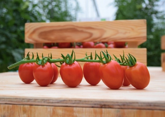 Los tomates de ECOSUR con un extra de innovación ecológica