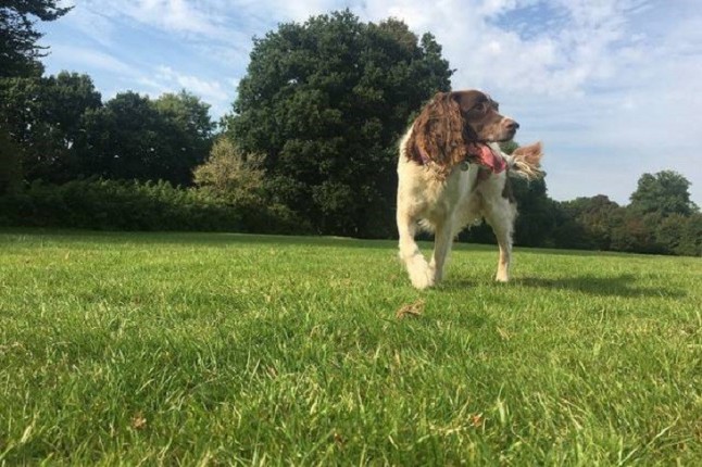 El PR+ propone incorporar educadores ambientales para vigilar parques contra los envenenamientos de perros