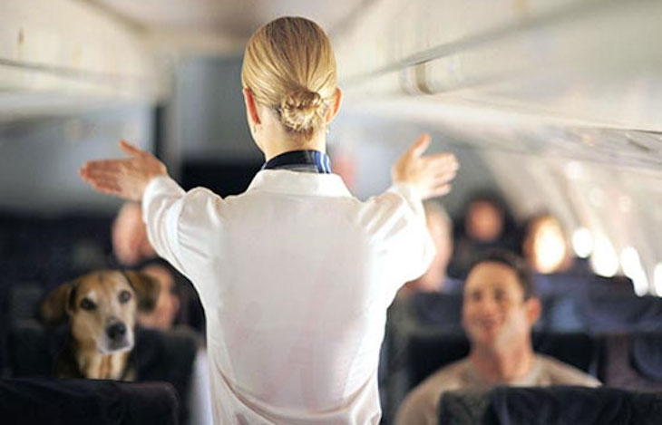 Por qué se pierden animales de compañía durante su transporte en el Aeropuerto de Barajas