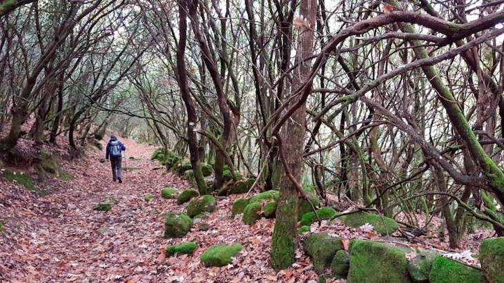 La provincia de Salamanca doblará en los próximos años el número de senderos micológicos