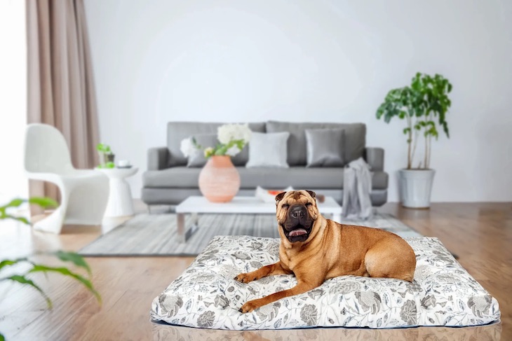 Productos eco friendly para cuidar de tu mascota y del planeta