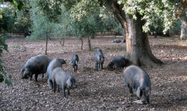 El cerdo negro mallorquín