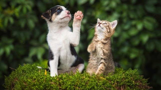 Ley Marco de Bienestar de Animales de Compañía