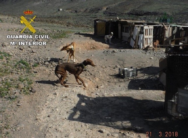 Maltrato animal en una finca de Fuerteventura