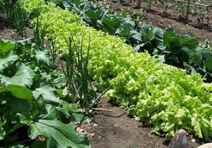 El huerto ‘ecológico’ es una herramienta transformadora de nuestro bienestar y el de nuestro planeta”