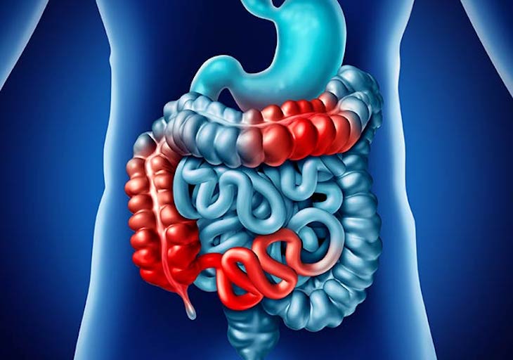 El sistema inmunológico del intestino también ayuda a regular el procesamiento de alimentos