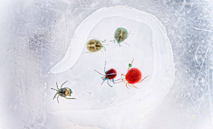 Los ácaros acuáticos