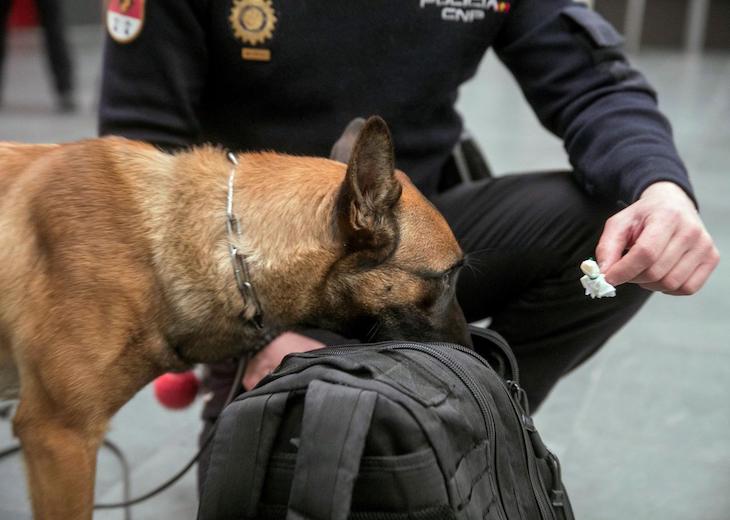 Madrid respalda la campaña que busca hogar a perros policías jubilados