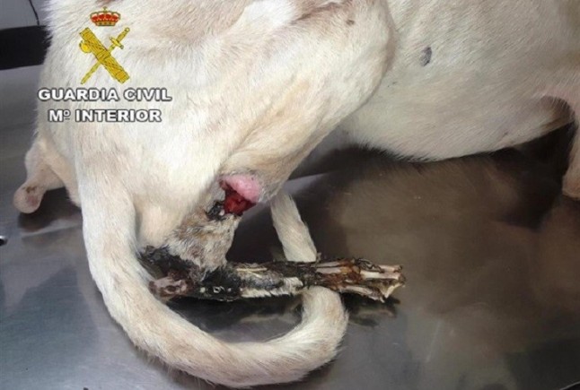 Castellón. Investigado por tener 30 perros en una caseta