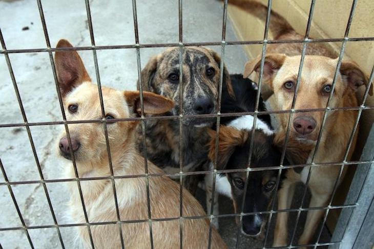 Centro Zoosanitario de Málaga con servicios mínimos por el coronavirus