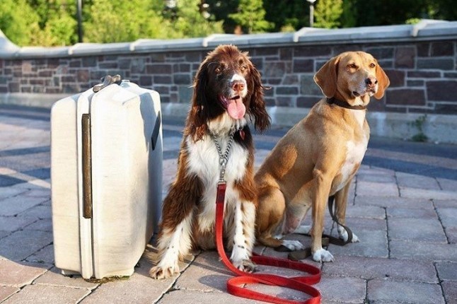 Se incrementa la ocupación en alojamientos rurales que admiten animales de compañía
