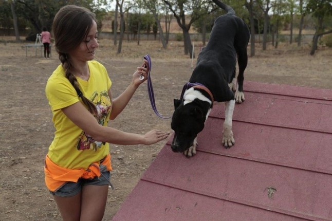 El Alcalde de Palma de Mallorca pide reducir los tiempos de espera en centros de acogida de animales