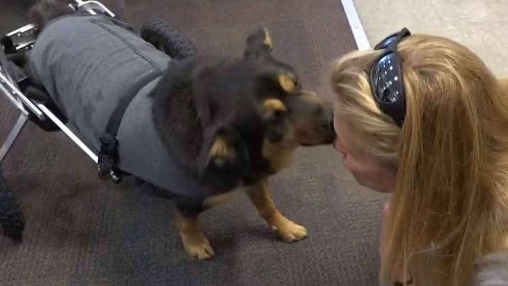 Un perro en silla de ruedas rechazado tres veces