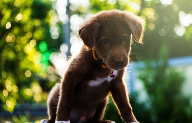 Denuncian aumento de anuncios ilegales de perros como regalo navideño