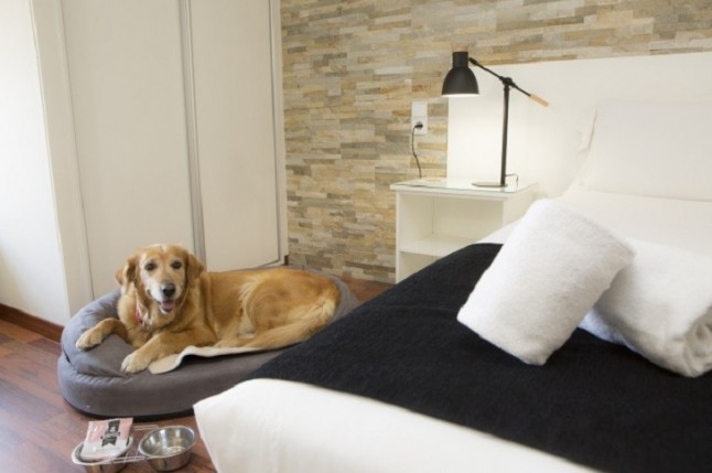 Casual Hoteles hospedó a más de 1.200 mascotas en 2017