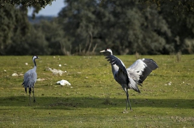 El Festival de las Grullas ofrece una veintena de actividades este sábado en Navalvillar de Pela