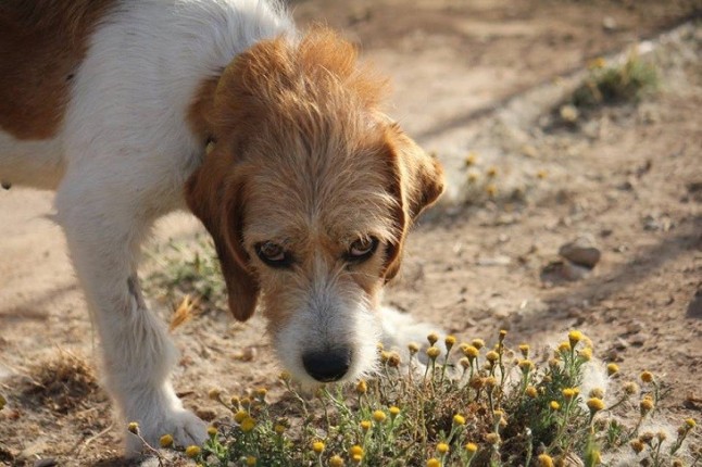 Asociaciones animalistas gallegas denuncian el comercio ilegal de animales en páginas web