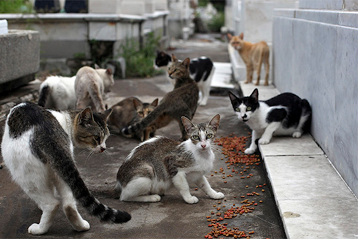 Las colonias felinas de Zamora