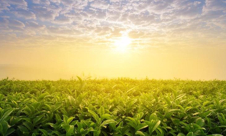 La agricultura y ganadería industriales son unas de las principales responsables de la emergencia ecológica