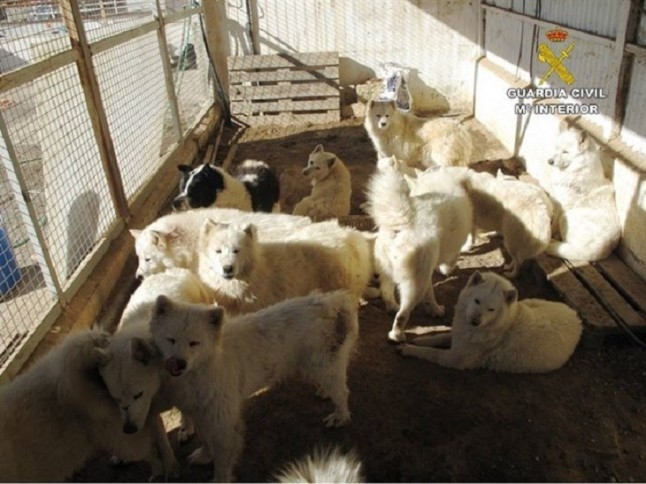 El Defensor pide un protocolo para infractores recurrentes en tenencia de mascotas que generan molestias a los vecinos