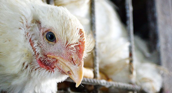 Alitas de pollo procedentes de Brasil con COVID-19