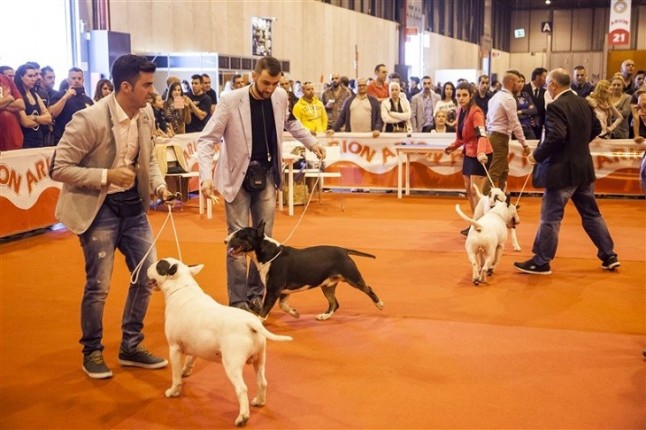 8ª edición de 100x100 Mascota