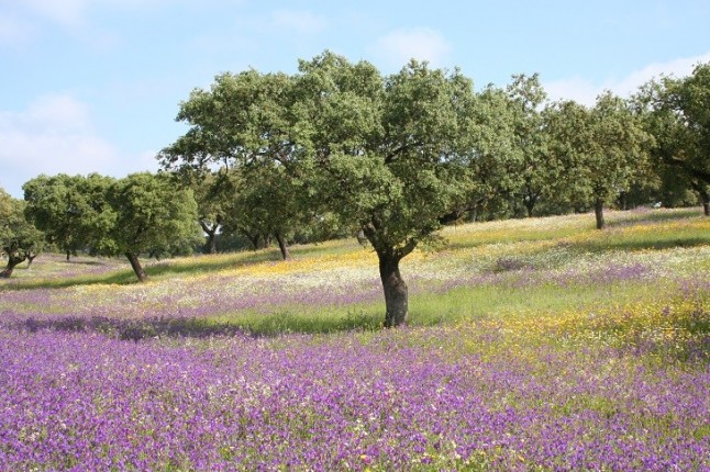 Primavera en la Dehesa