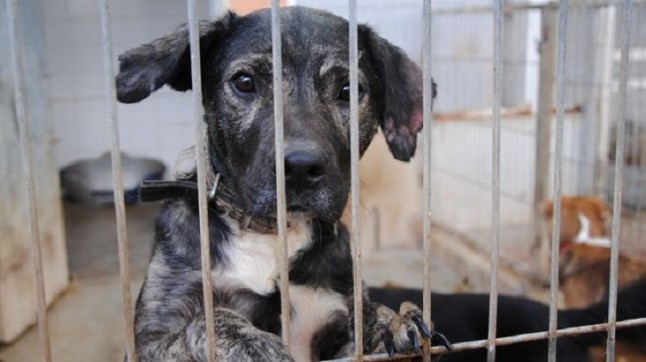 Pacma denuncia que el 90% de los municipios de Valencia abandonan a los animales en perreras