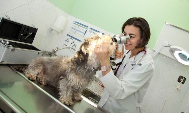 Los veterinarios exigen un cuerpo veterinario único en toda España