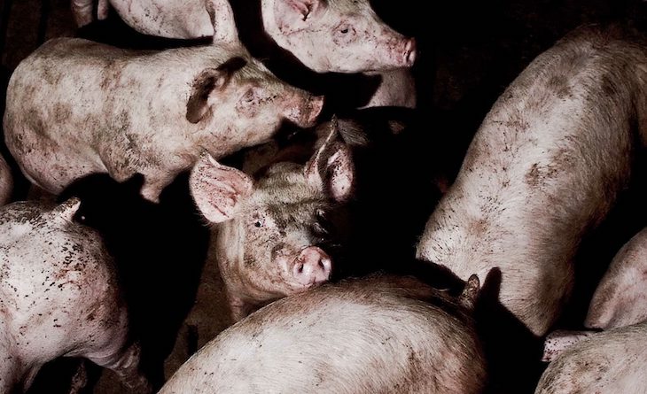 Interporc difunde información ‘FAKE’ promocionando la carne de cerdo como carne blanca