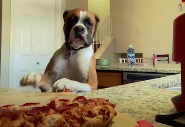 Un perro ‘adicto’ a la pizza (video)