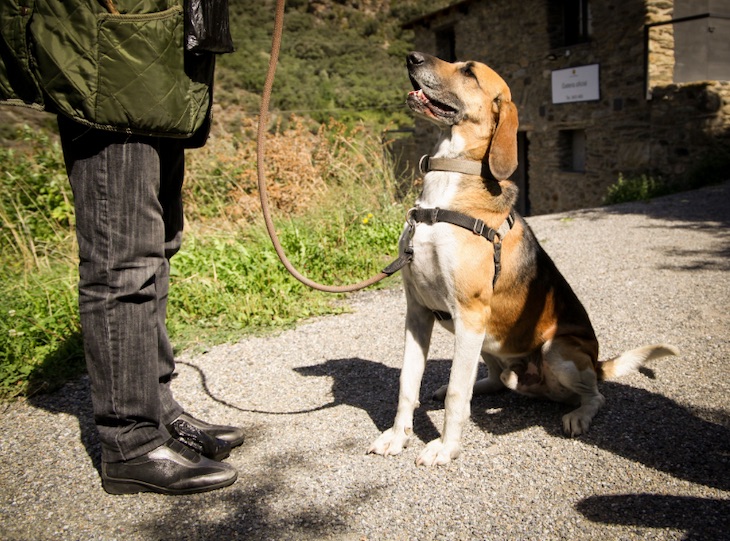 Nace la asociación GosSOS para dar respuesta a la sensibilización animalista de Andorra